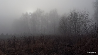 mgła w plenerze